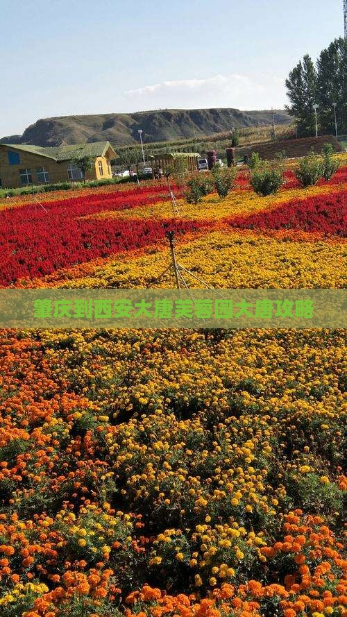肇庆到西安大唐芙蓉园旅行社