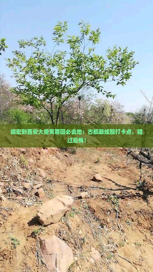 德宏到西安大唐芙蓉园必去地