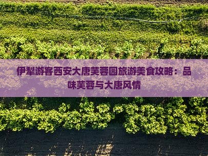 伊犁哈萨克去西安大唐芙蓉园旅游小吃