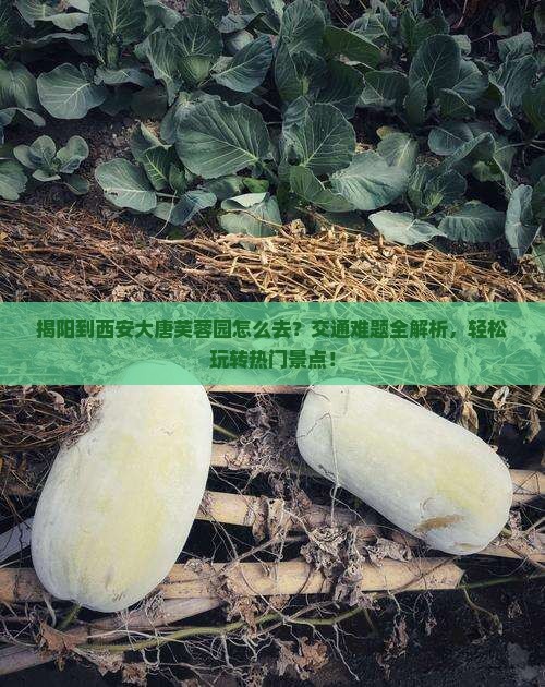 揭阳到西安大唐芙蓉园景点