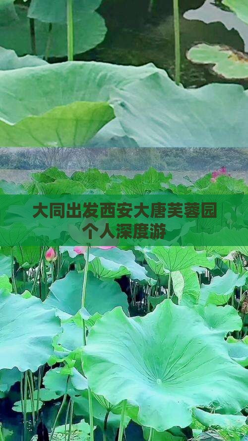 大同出发西安大唐芙蓉园个人深度游