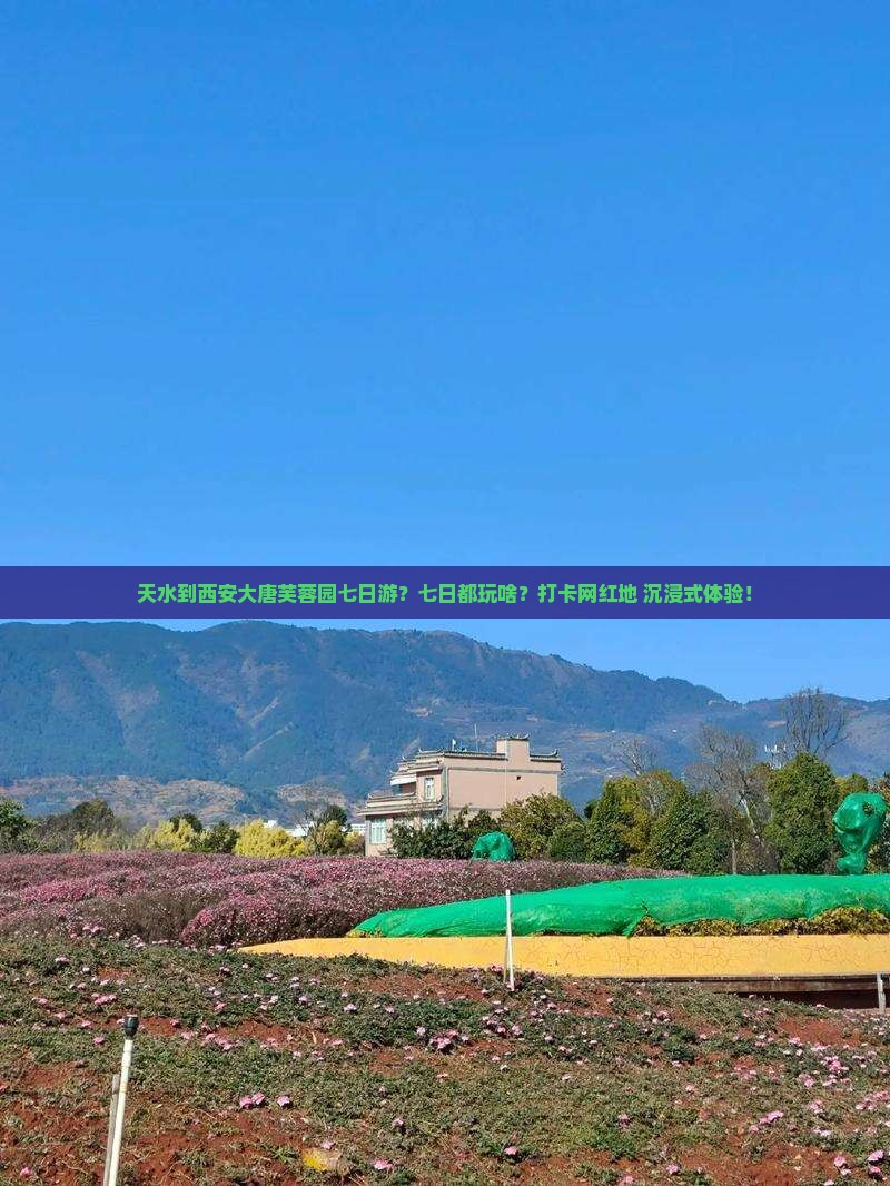 天水到西安大唐芙蓉园七日游？七日都玩啥？打卡网红地+沉浸式体验！