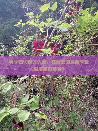 春季如何避开人潮，在西安回民街享受深度旅游体验？
