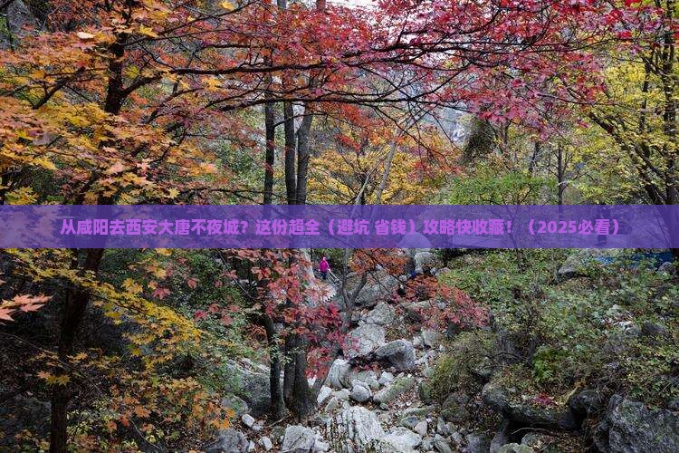 咸阳到西安大唐不夜城旅行社