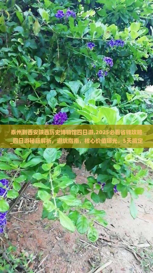泰州到西安陕西历史博物馆四日游