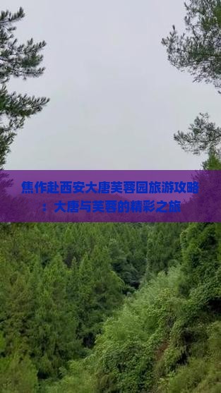 焦作去西安大唐芙蓉园大型旅游团