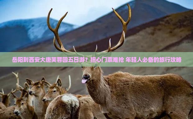 岳阳去西安大唐芙蓉园五日游