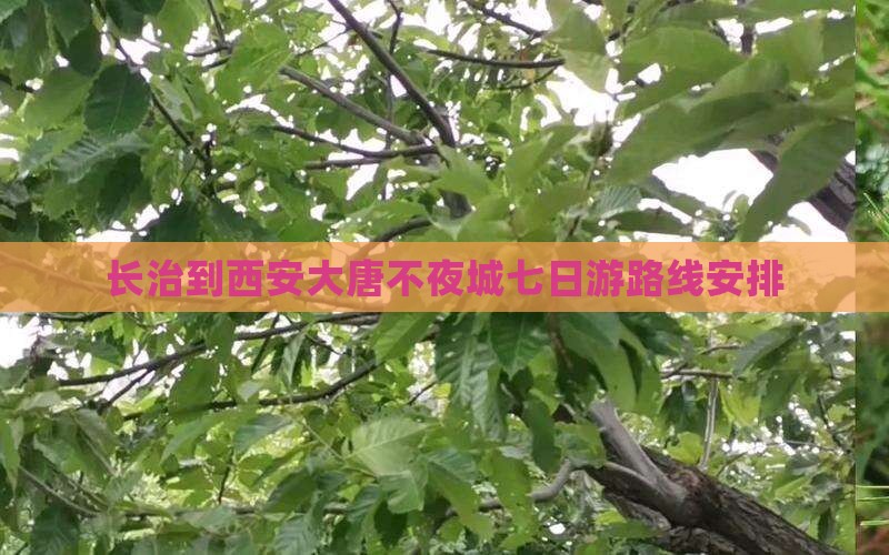 长治到西安大唐不夜城七日游