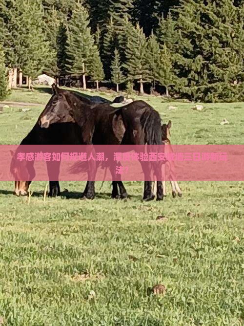 孝感游客如何规避人潮，深度体验西安城墙三日游新玩法？