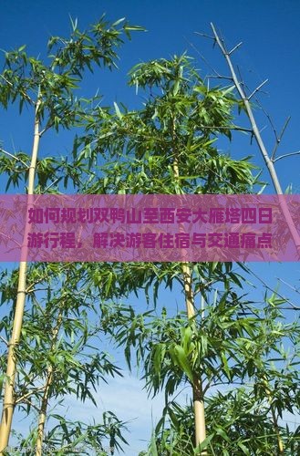 如何规划双鸭山至西安大雁塔四日游行程，解决游客住宿与交通痛点？