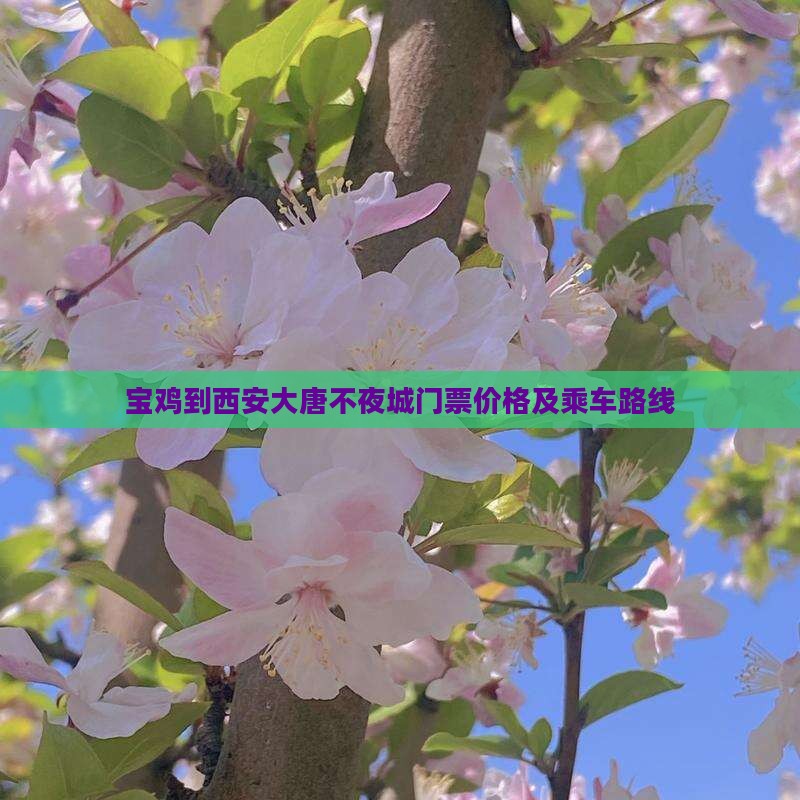 宝鸡到西安大唐不夜城门票价格及乘车路线