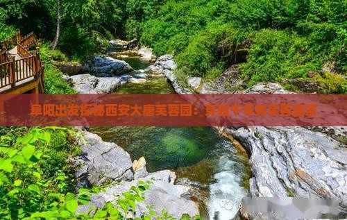 阜阳出发探秘西安大唐芙蓉园：穿越千年赏芙蓉盛景