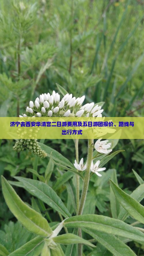 济宁去西安华清宫二日游费用及五日游团报价、路线与出行方式