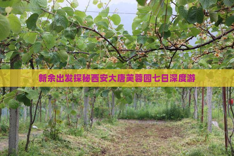 新余出发探秘西安大唐芙蓉园七日深度游