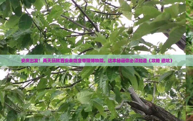 安庆到西安秦始皇帝陵博物院二日游