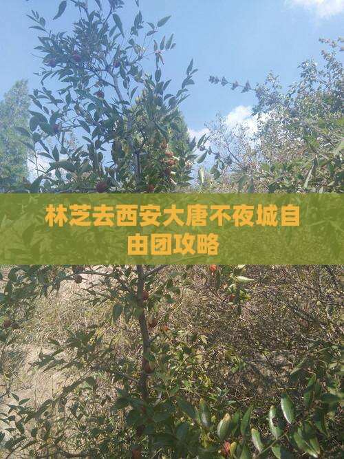 林芝去西安大唐不夜城自由团