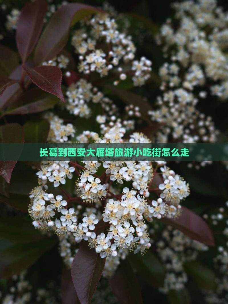 长葛到西安大雁塔旅游小吃