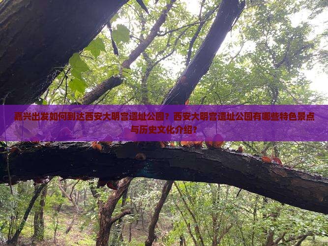 嘉兴出发如何到达西安大明宫遗址公园？西安大明宫遗址公园有哪些特色景点与历史文化介绍？