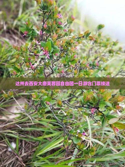 达州去西安大唐芙蓉园自由团一日游含门票接送