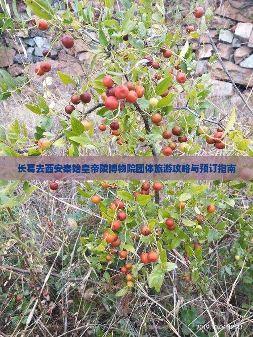 长葛去西安秦始皇帝陵博物院团体旅游攻略与预订指南
