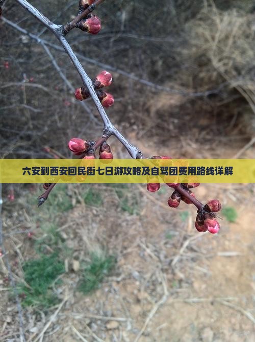 六安到西安回民街七日游攻略及自驾团费用路线详解