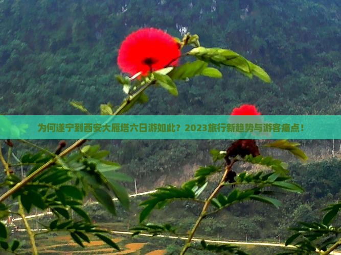 为何遂宁到西安大雁塔六日游如此？2023旅行新趋势与游客痛点！
