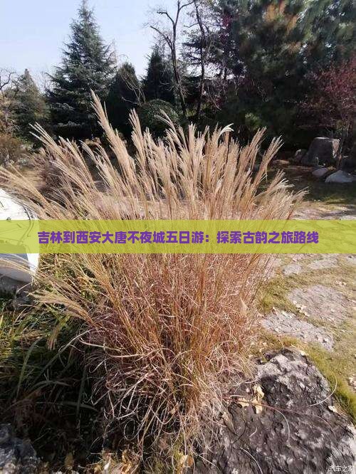 吉林到西安大唐不夜城五日游：探索古韵之旅路线