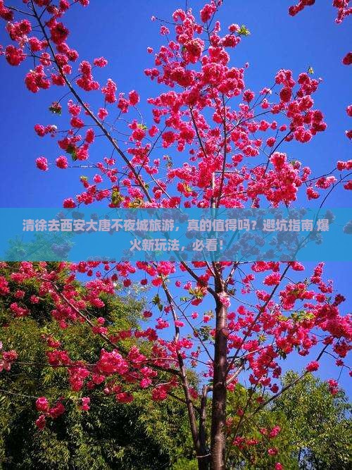 清徐去西安大唐不夜城旅游