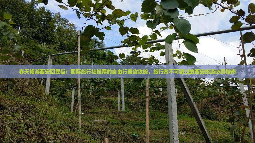 春天畅游西安回民街：国际旅行社推荐的自由行美食攻略，旅行者不可错过的西安旅游必看指南