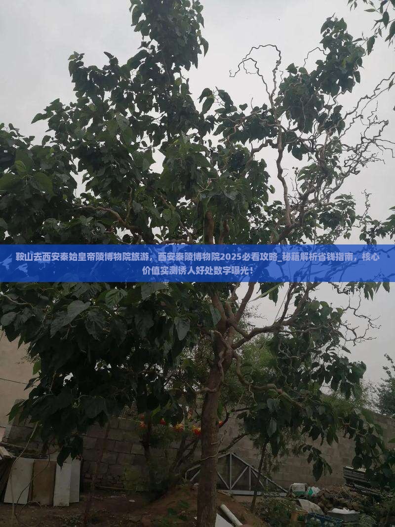 鞍山去西安秦始皇帝陵博物院旅游