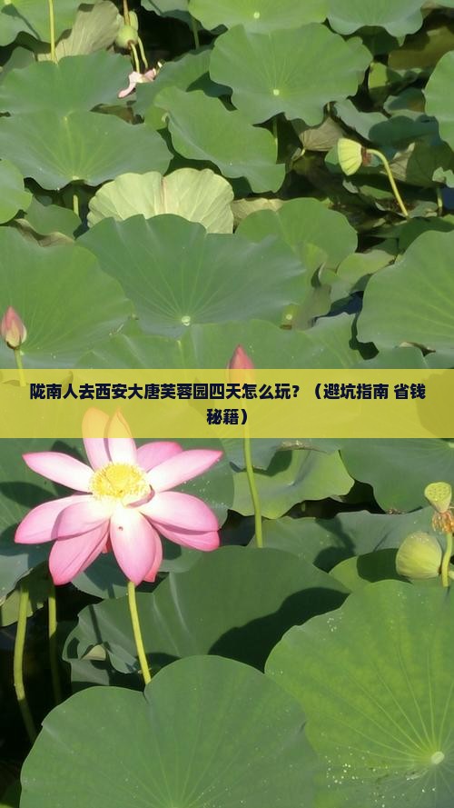 陇南去西安大唐芙蓉园四日游
