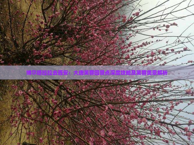 博尔塔拉拉去西安：大唐芙蓉园景点深度攻略及芙蓉美景解析