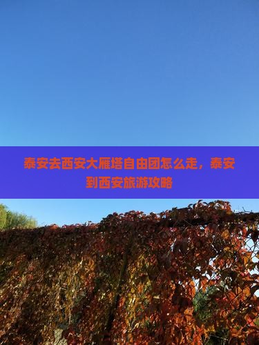 泰安去西安大雁塔自由团