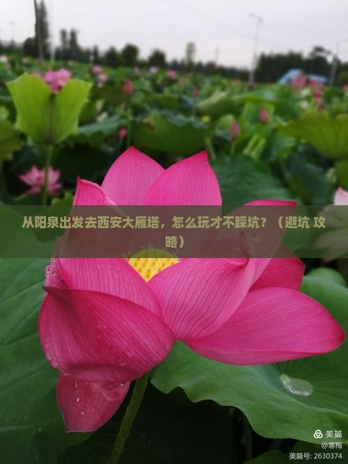阳泉到西安大雁塔景点
