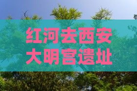 红河去西安大明宫遗址公园自由团一日游