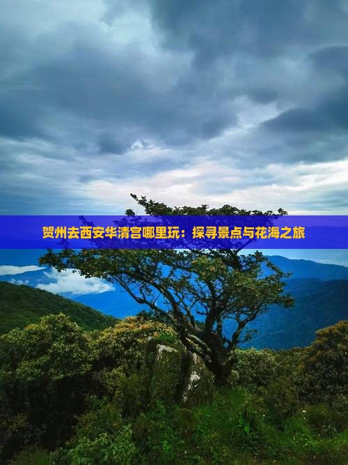 贺州去西安华清宫哪里玩：探寻景点与花海之旅