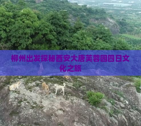 柳州出发探秘西安大唐芙蓉园四日文化之旅