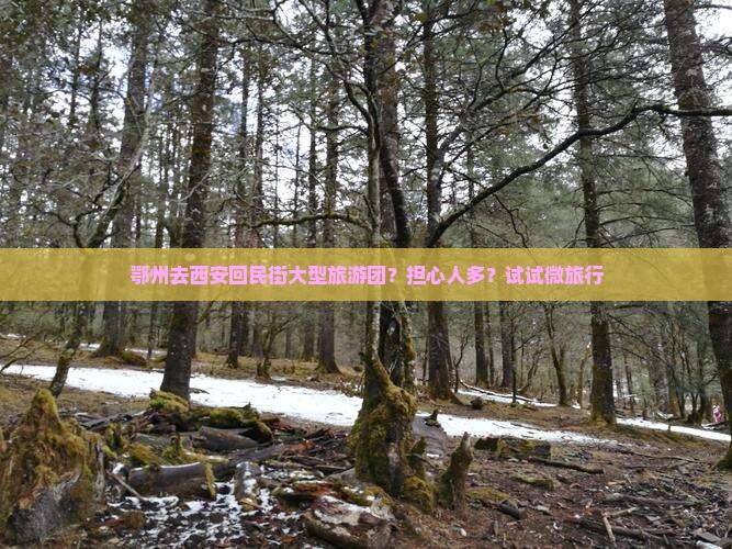 鄂州去西安回民街大型旅游团？担心人多？试试微旅行
