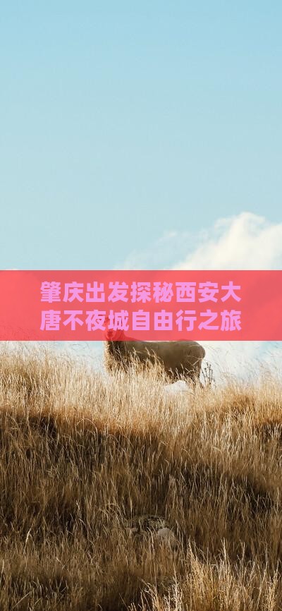肇庆出发探秘西安大唐不夜城自由行之旅