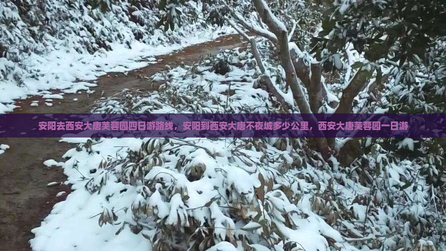 安阳去西安大唐芙蓉园四日游