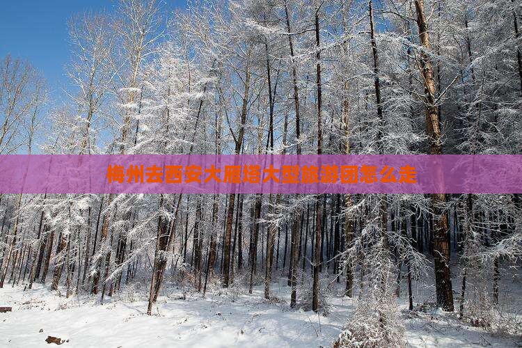 梅州去西安大雁塔大型旅游团
