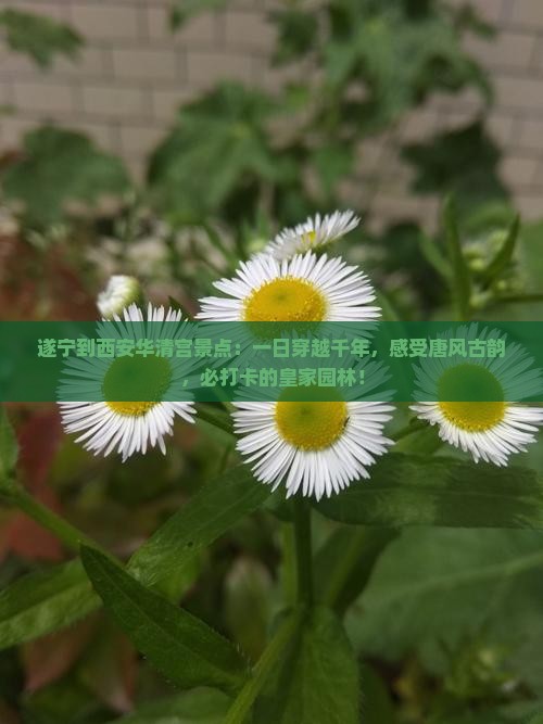 遂宁到西安华清宫景点