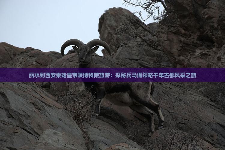 丽水到西安秦始皇帝陵博物院旅游：探秘兵马俑领略千年古都风采之旅