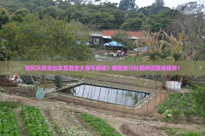 如何从延安出发至西安大唐不夜城？哪些旅行社提供该路线服务？