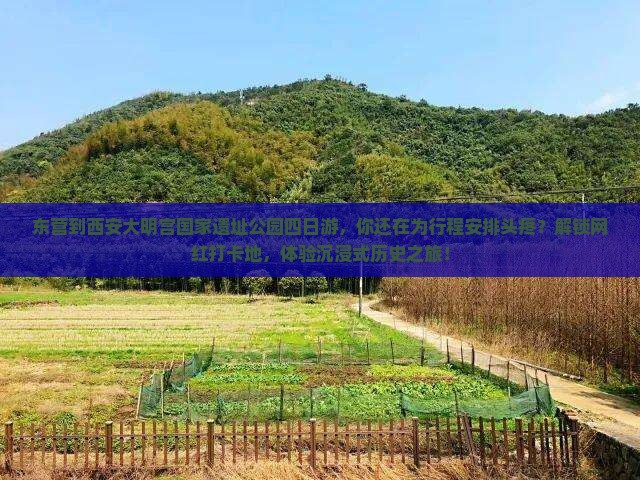 东营到西安大明宫国家遗址公园四日游