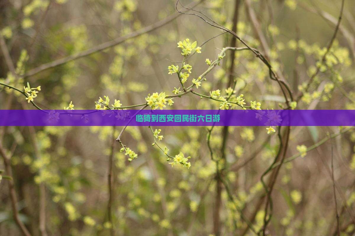 临猗到西安回民街六日游