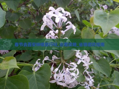 春节去西安钟楼旅行社