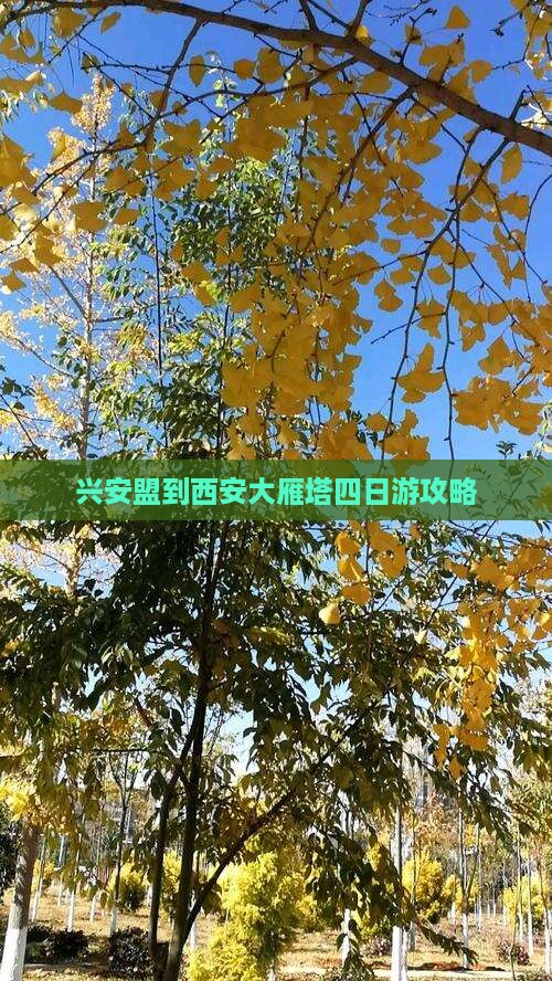 兴安盟到西安大雁塔四日游攻略
