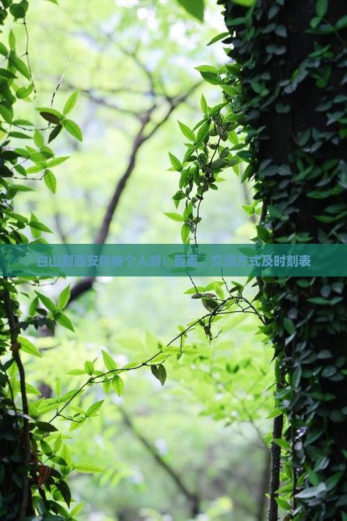 白山到西安钟楼个人游：距离、交通方式及时刻表