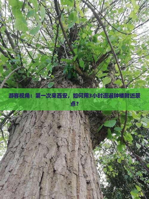 游客视角：第一次来西安，如何用3小时逛遍钟楼附近景点？